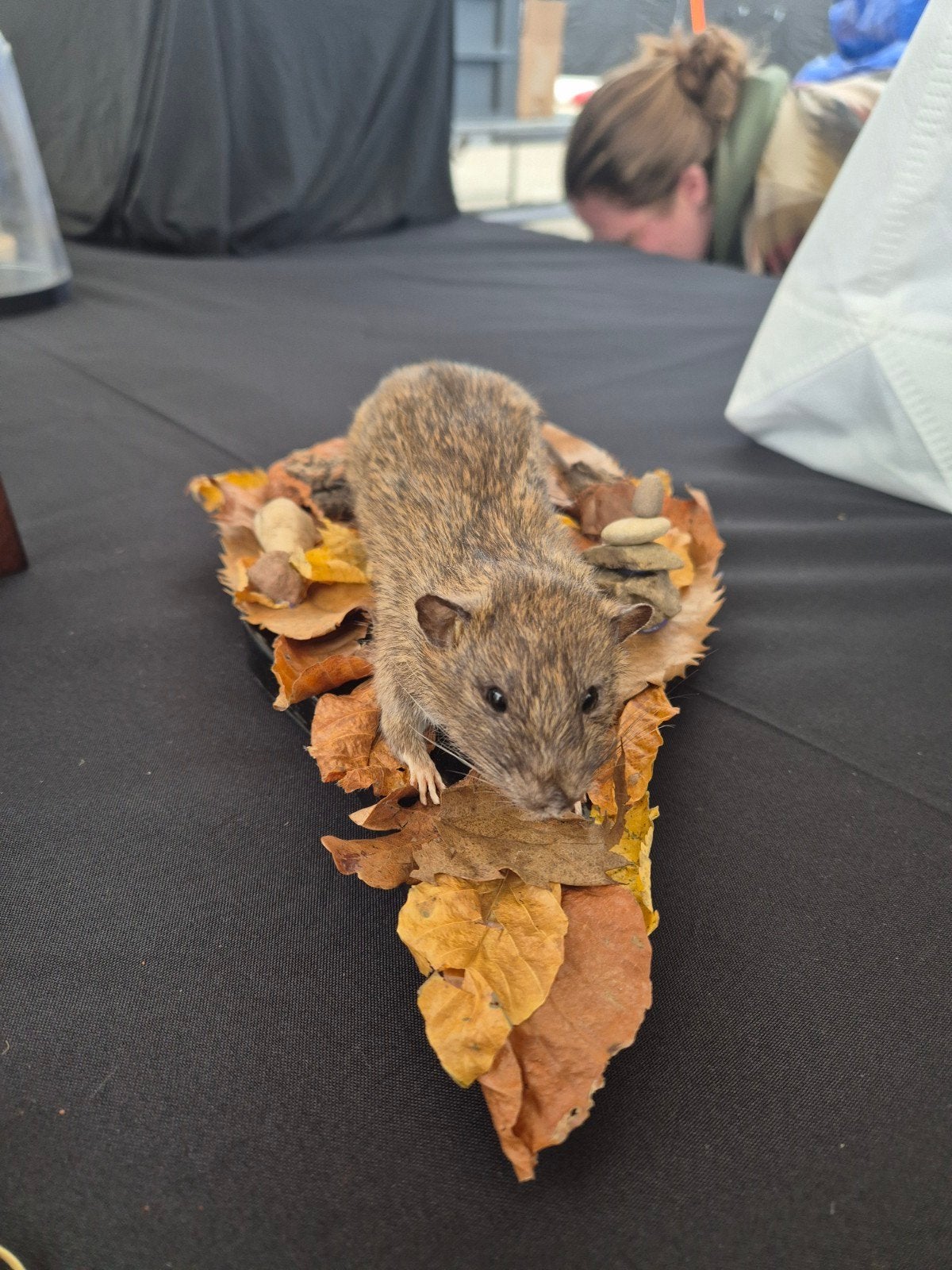 Te koop: opgezette rat met natuur omgeving, Ophalen of Verzenden, Nieuw, Overige soorten, Opgezet dier