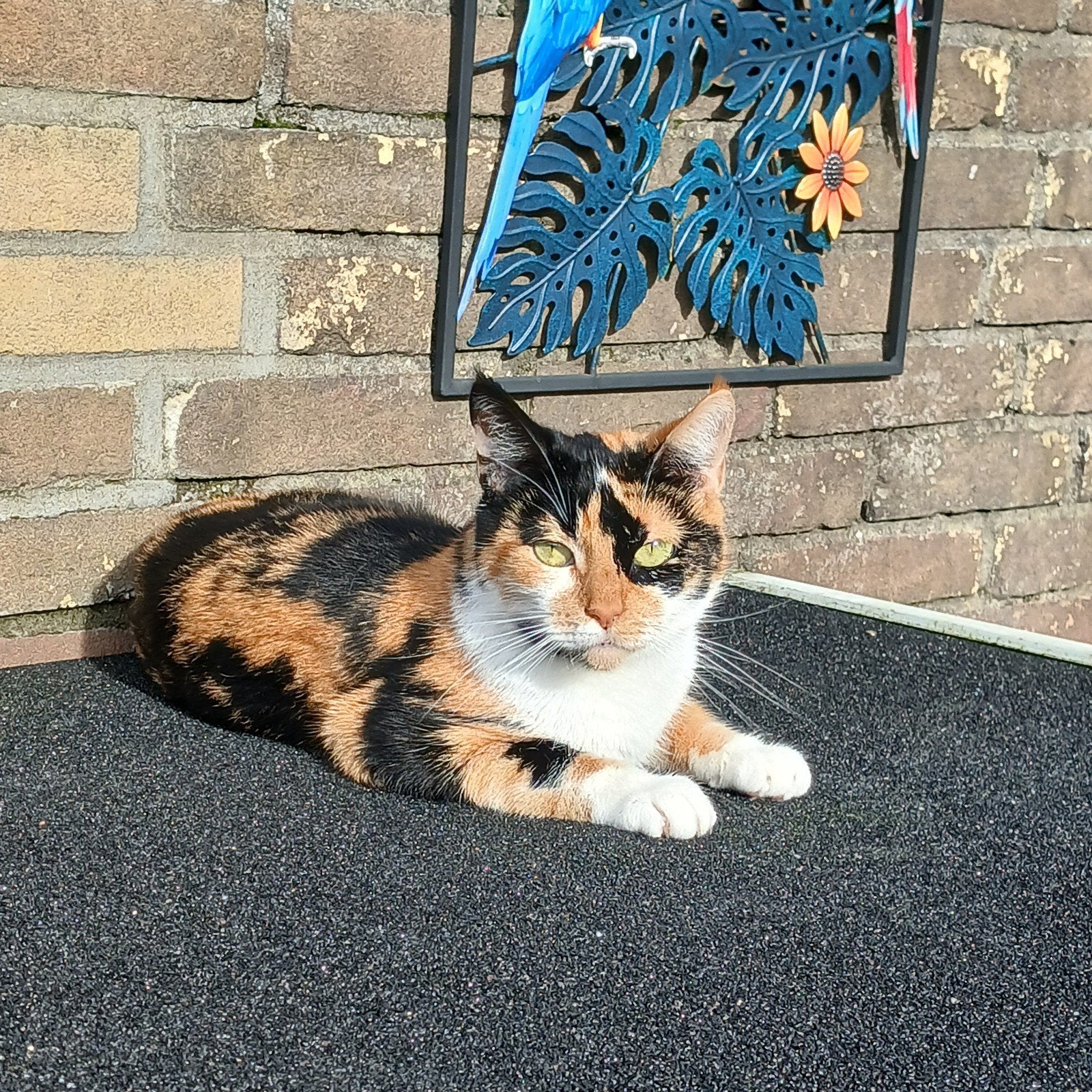 super lieve poes (zwanger), Poes, Kortharig, 0 tot 2 jaar