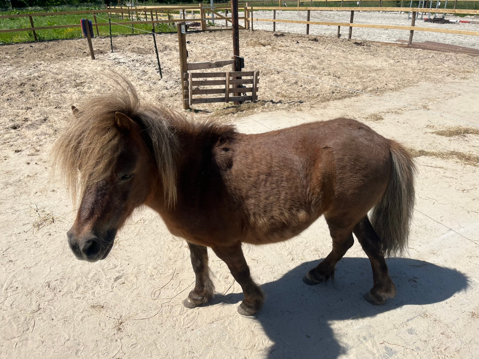 Shetland merrie, Dieren en Toebehoren, Merrie