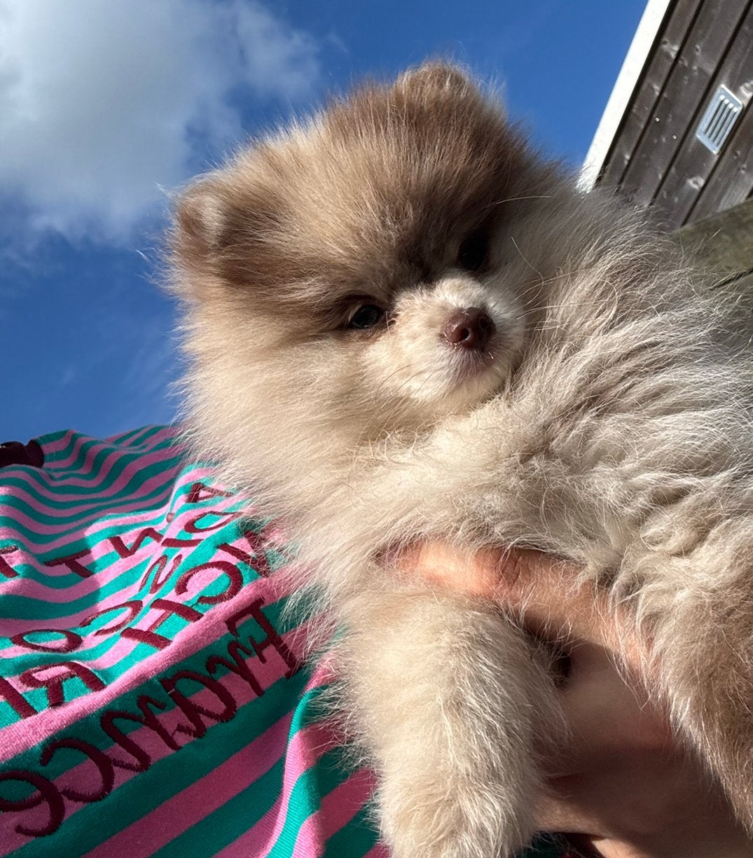 Choco merle pomeriaan teefje, Dieren en Toebehoren, Parvo, Keeshond, 8 tot 15 weken, Teef