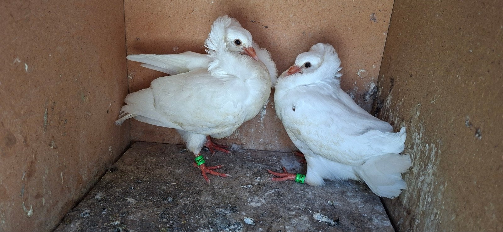 Te koop sierduiven Oudhollands kapucijnen duiven, Meerdere dieren, Overige soorten