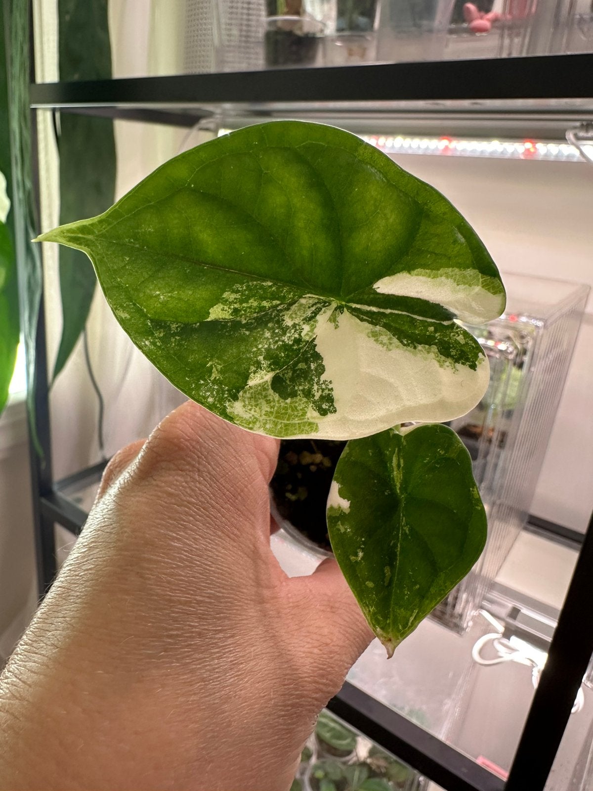 Alocasia Dragon scale albo variegata, Ophalen of Verzenden, Halfschaduw, Minder dan 100 cm