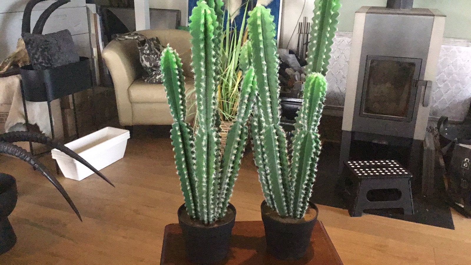 Cactus 2 stuks, Ophalen, Nieuw