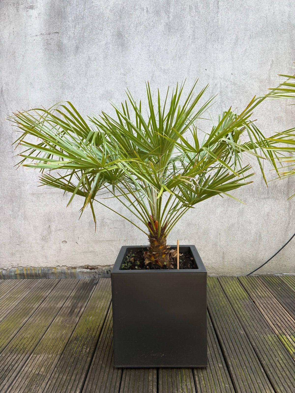 Palmboom Chamaerops humilis in pot 40x40x40 cm, 110cm hoog, Volle zon, Vaste plant, Bloeit niet, Ophalen