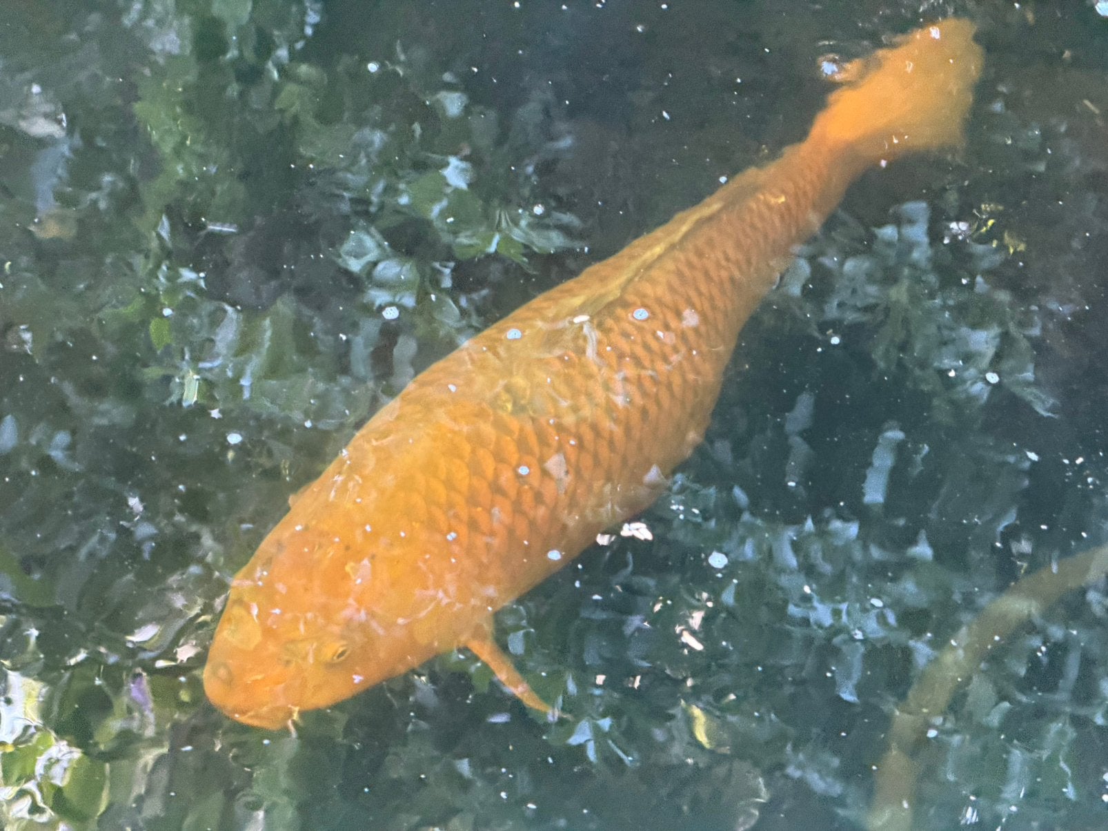 2 koi’s bruin ca 70-80 cm, Dieren en Toebehoren, Karper of Koi