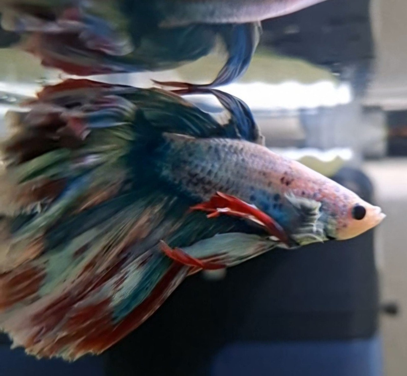betta man, Vis, Zoetwatervis