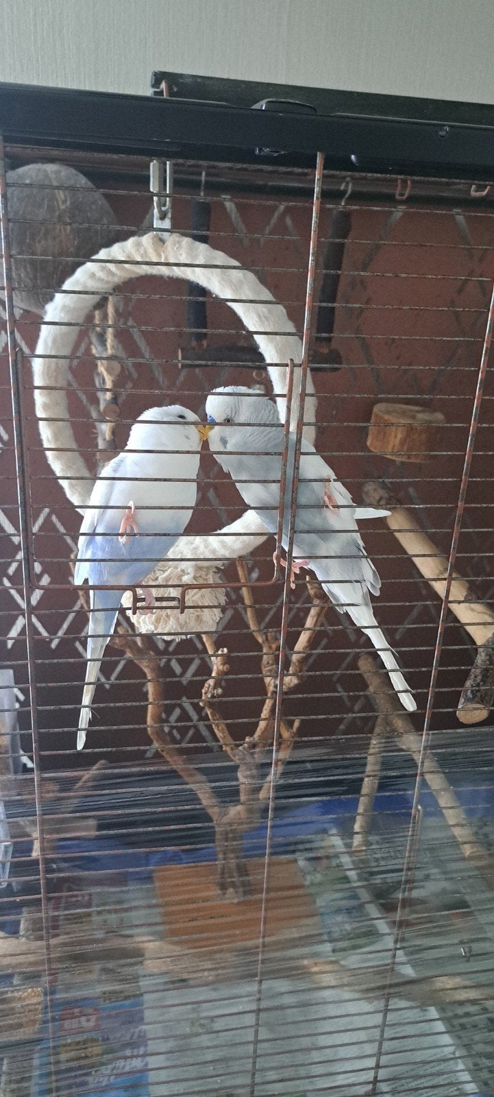 Budgie Birds / Vogels, Mannelijk, Parkiet, Tam