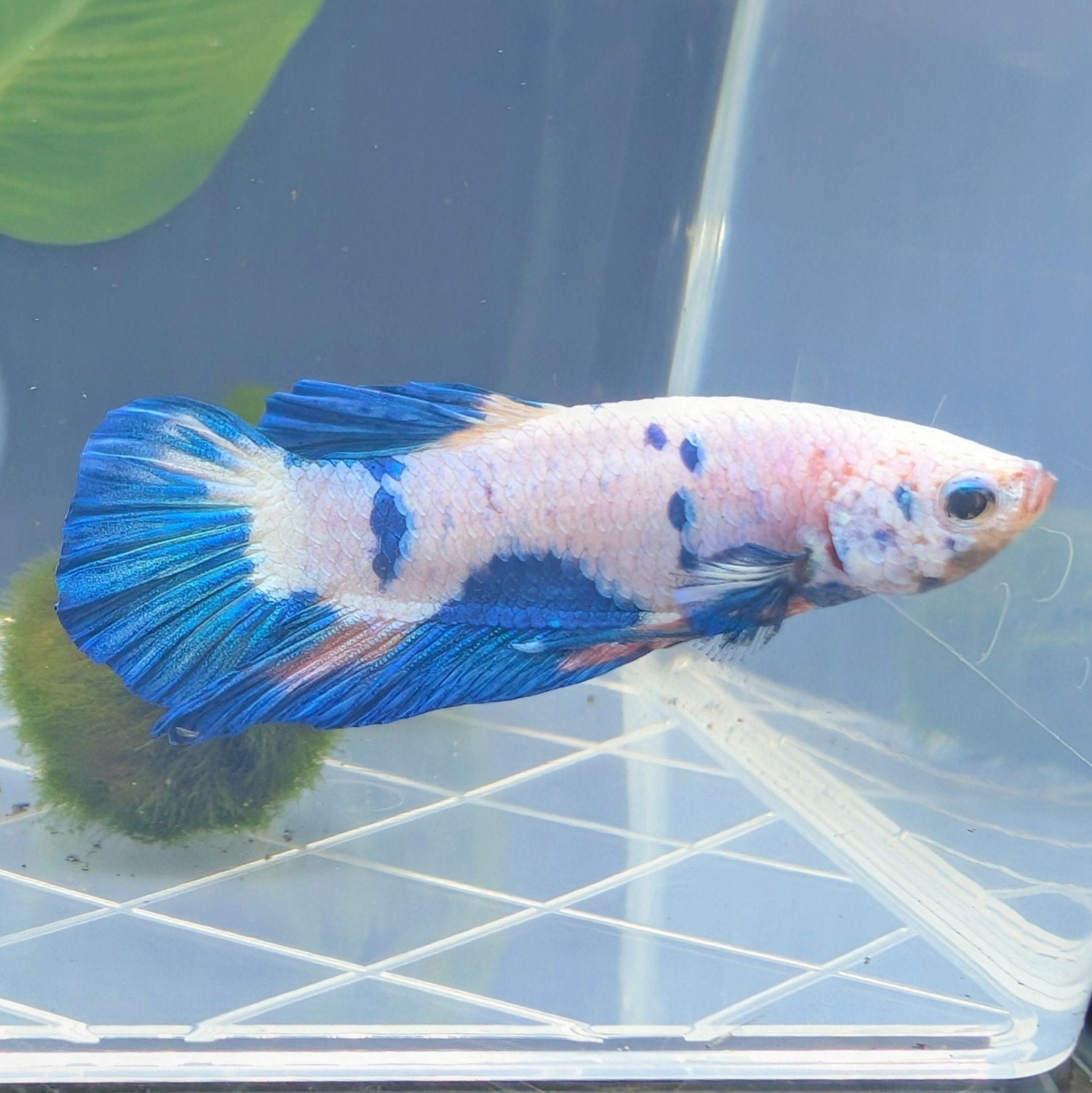 Betta / Kempvis mannen, Overige soorten, 0 tot 2 jaar