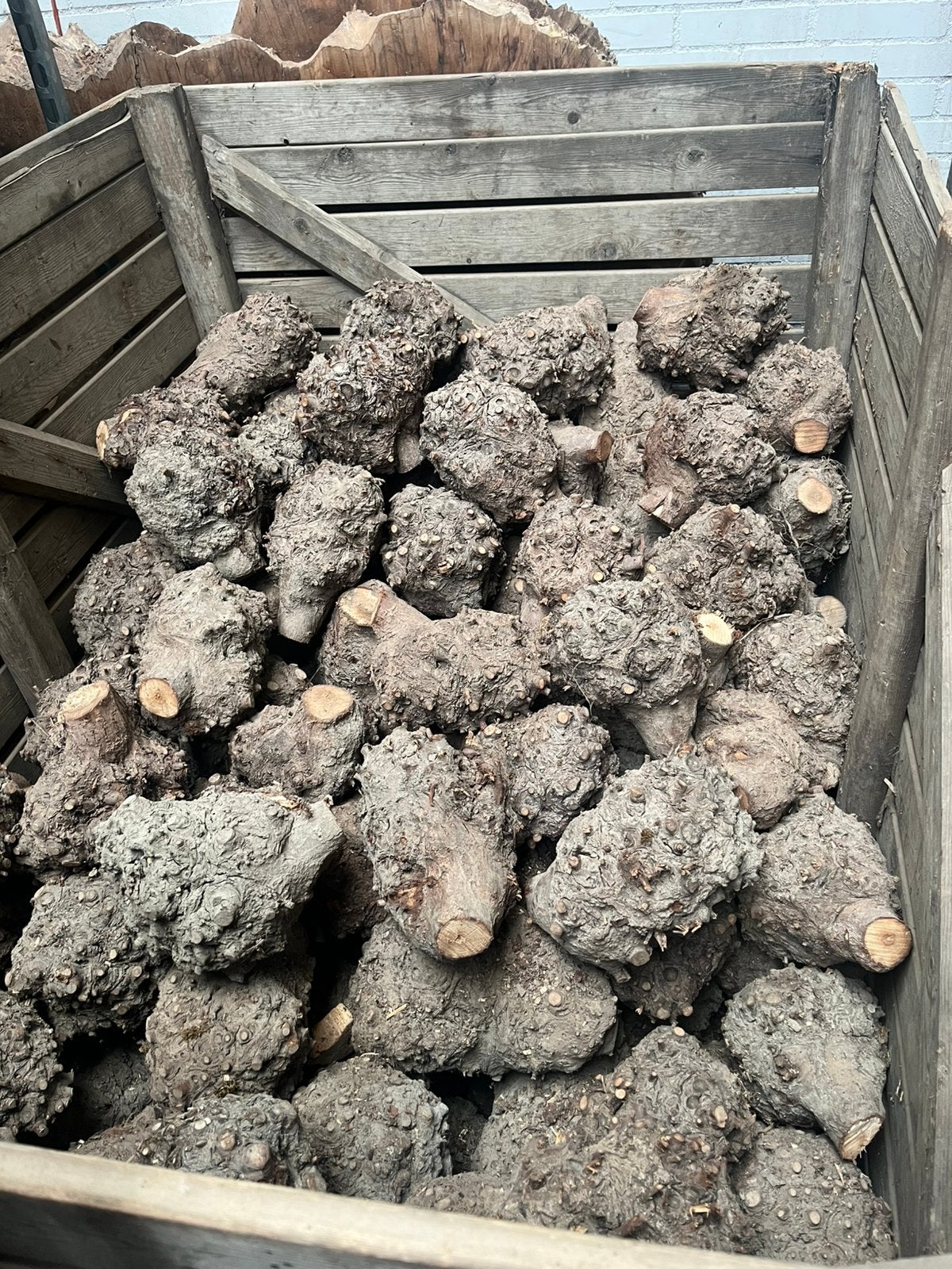 Knot knollen 30 cm plataan droog voor draaibank kunstwerken., Ophalen, Nieuw, Metaaldraaibank, 500 tot 1000 mm