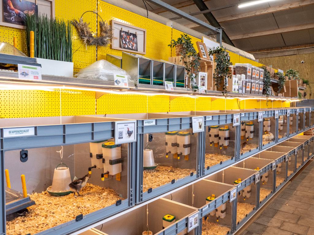 Jonge tamme Amrock kuikens gesekst en ingeënt, Vrouwelijk, Kip