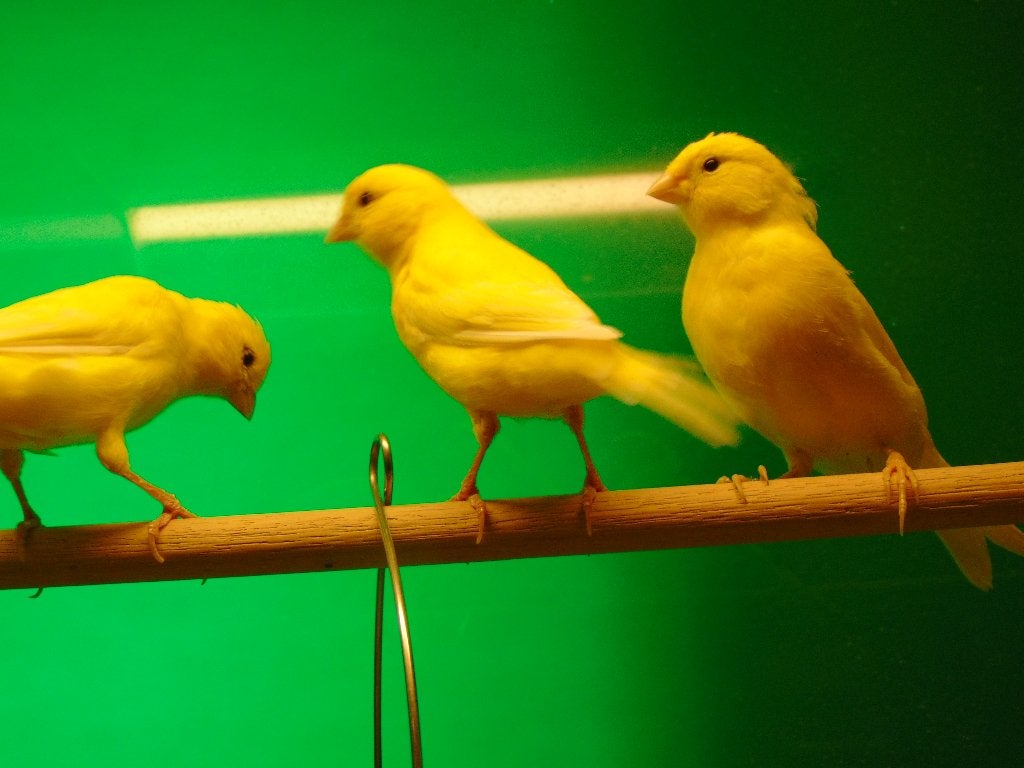 Kanaries in Assen., Meerdere dieren, Kleurkanarie