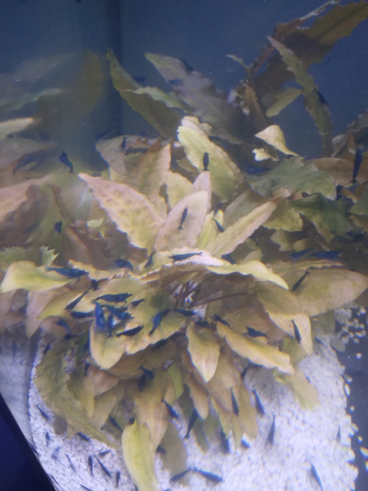 Blauwe garnaal; Neocaridina. 
Prachtig blauwe schoonmakers., Kreeft, Krab of Garnaal, Zoetwatervis, Schoolvis