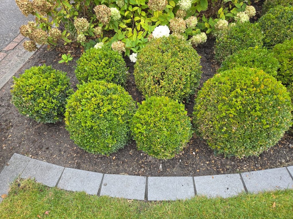 buxus bollen meerdere maten gratis af te halen, Ophalen, Buxus, Struik, Minder dan 100 cm