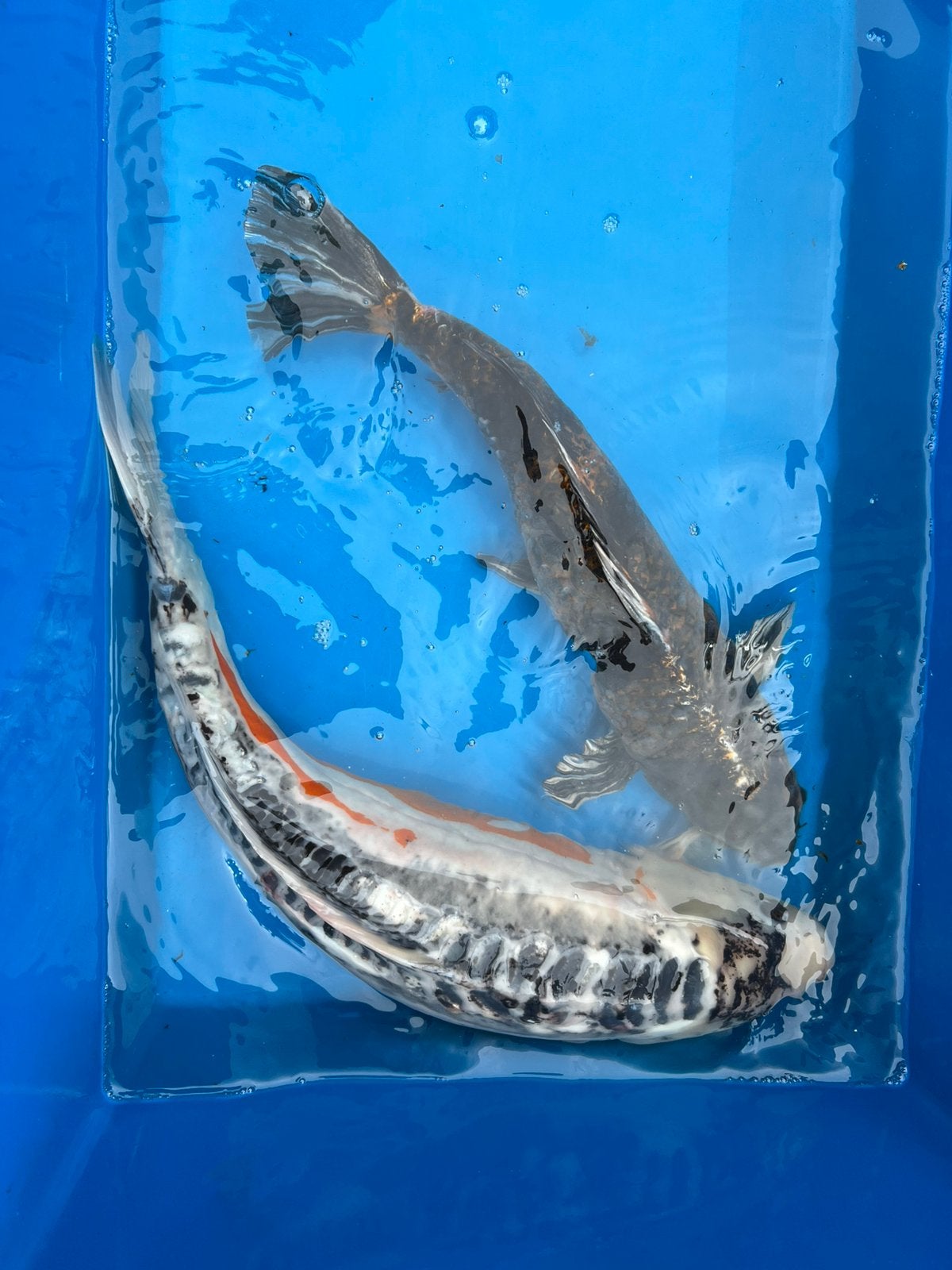 Japanse Koi Shusui en Kin ki Utsuri 50-65cm bieden, Karper of Koi