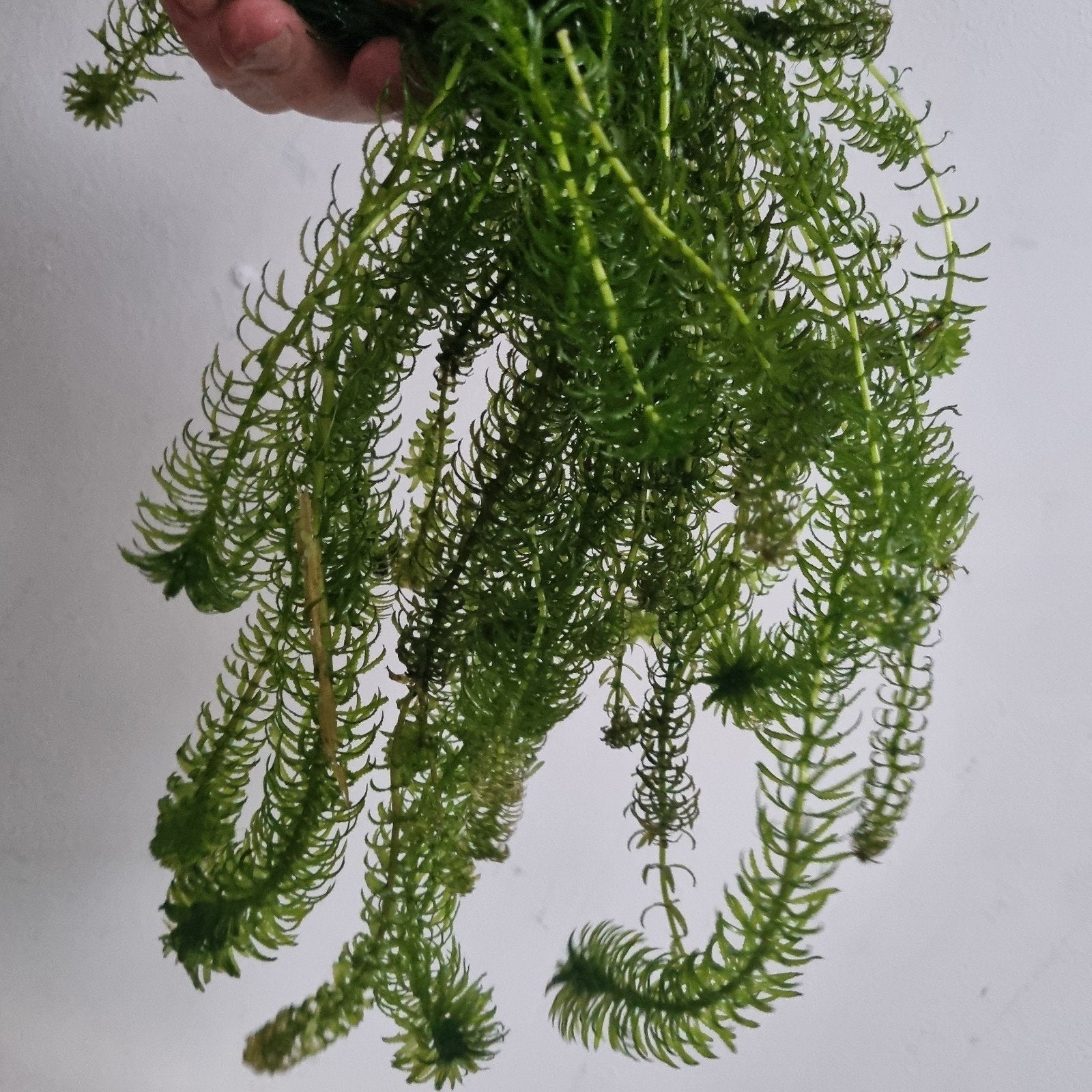 zuurstofplanten, Dieren en Toebehoren, Ophalen, Plant(en), Steen of Hout
