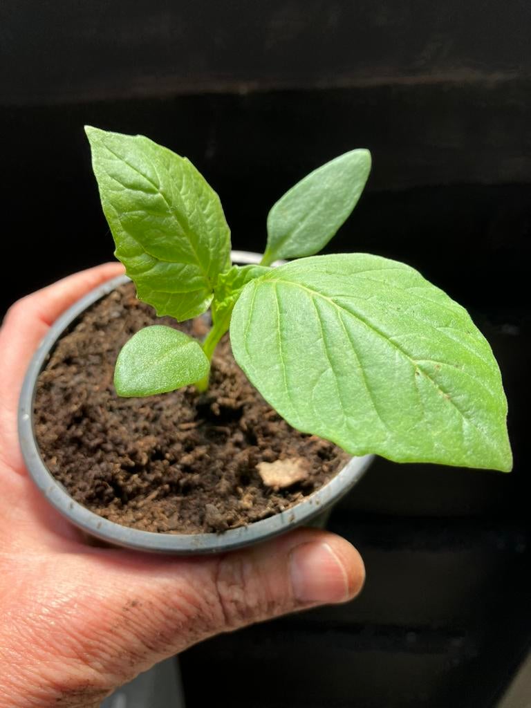 Tomatillo Amarylla en Manzano BIOLOGISCH, Ophalen of Verzenden, Eenjarig, Fruitplanten, Volle zon