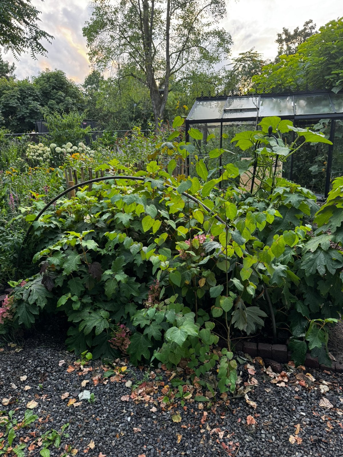 Eikenblad hortensia’s, Tuin en Terras, Ophalen, Hortensia, Minder dan 100 cm