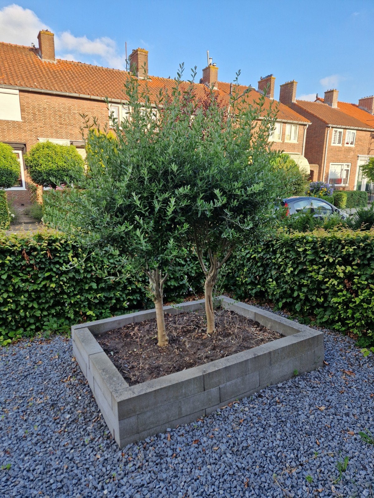 Twee prachtige olijfbomen!, Lente, 100 tot 250 cm, Olijfboom, Ophalen
