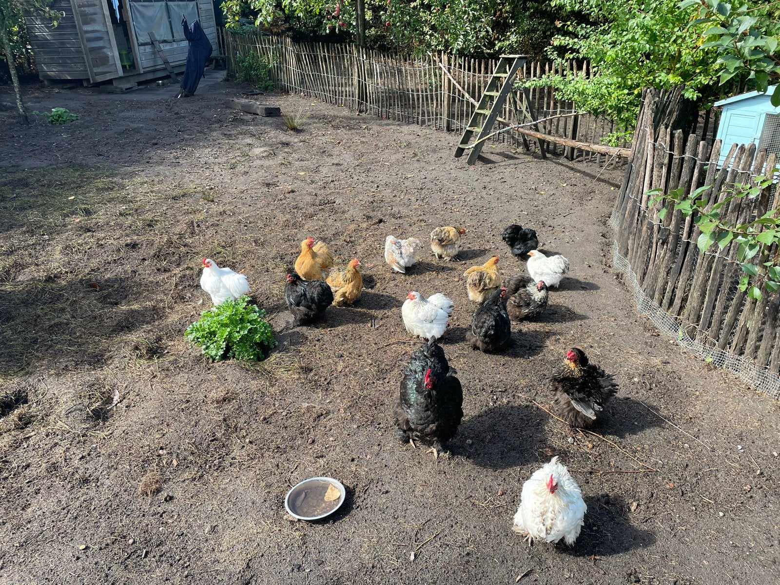 Chocin kriel hennen, Dieren en Toebehoren, Vrouwelijk, Kip