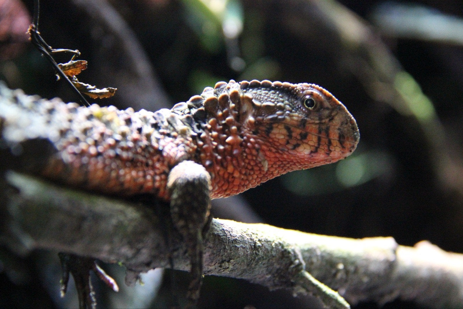 Shinisaurus crocodilurus (Chinese krokodilstaarthagedis), Hagedis, 7 tot 10 jaar