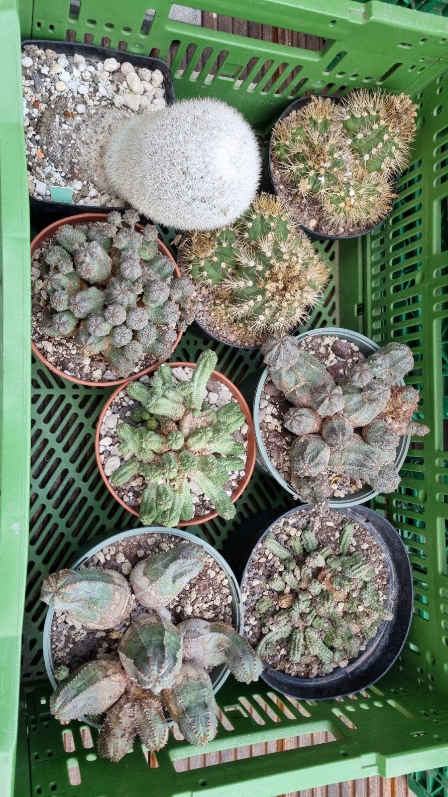 CACTUS DIV GROTERE PLANTEN OPRUIMING PLANT, Huis en Inrichting, Ophalen of Verzenden, Cactus, Volle zon, Minder dan 100 cm