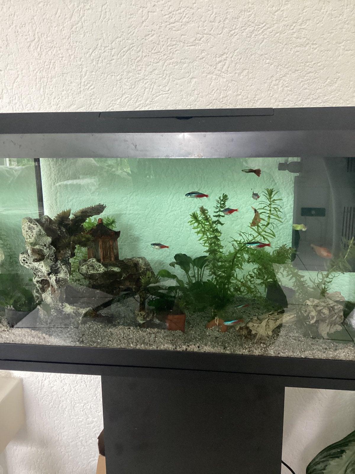 Aquarium met inhoud, Ophalen, Gebruikt, Overige merken, Gevuld zoetwateraquarium