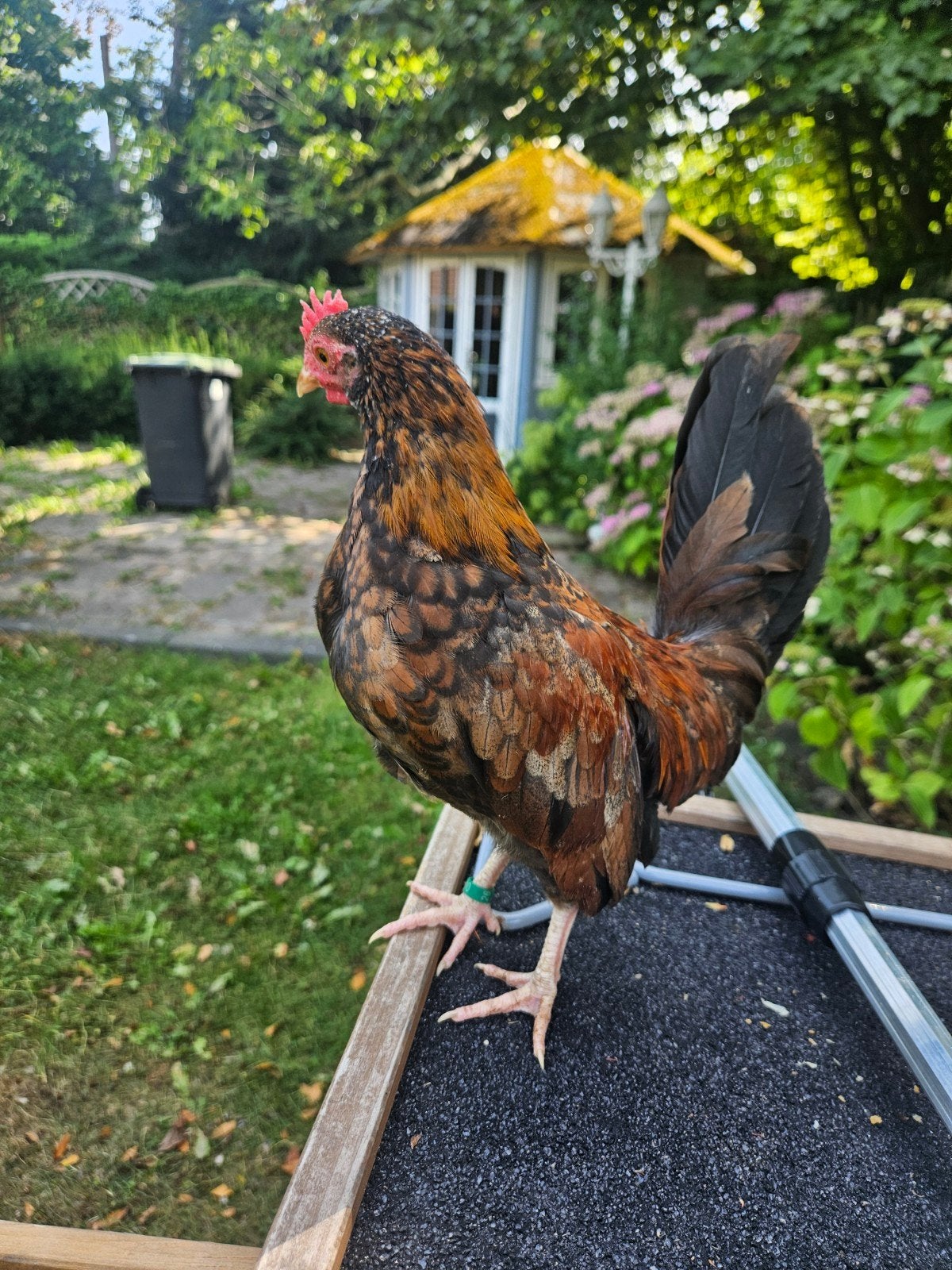 Haantjes zoeken baantje, Dieren en Toebehoren, Pluimvee, Mannelijk, Kip