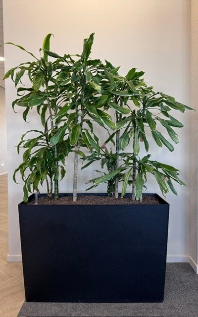 Natuurlijke plant met pot/ kantoor planten 150euro/st, 9st