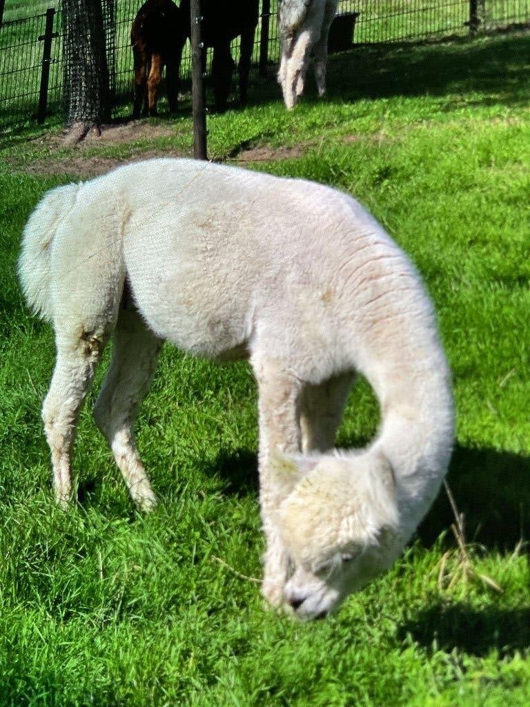 Alpaca dekhengst, Dieren en Toebehoren, Augustus, Mannelijk