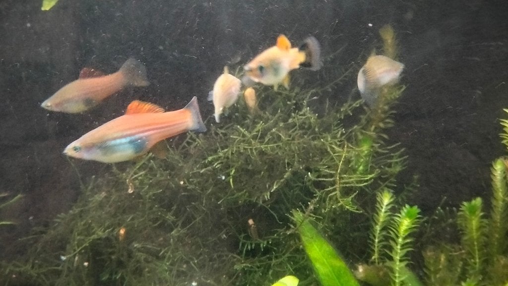 Zwaarddrager vrouwtjes 10 st, Vis, Zoetwatervis