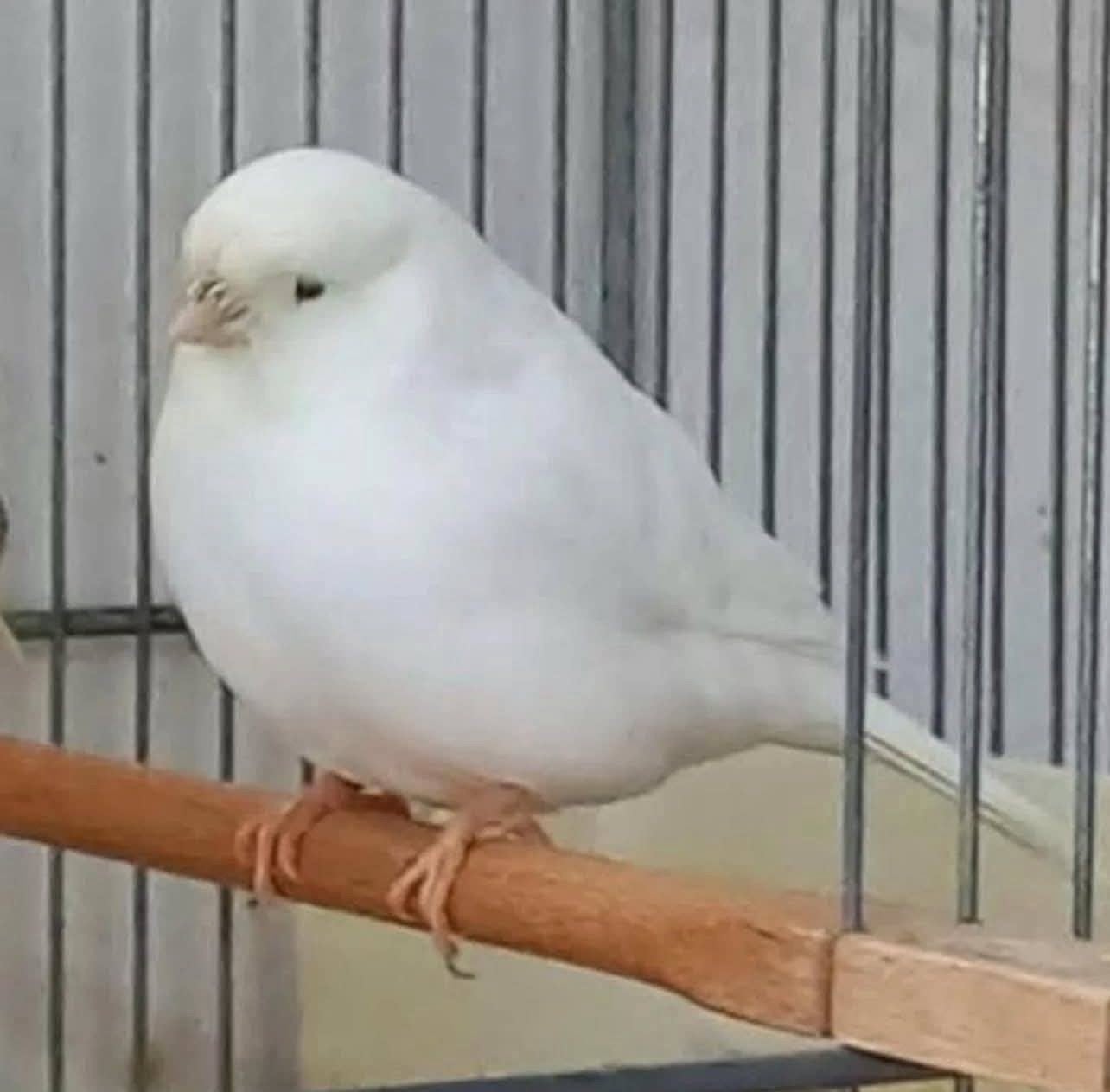 Gloster kanarie man GEZOCHT, Mannelijk, Kleurkanarie