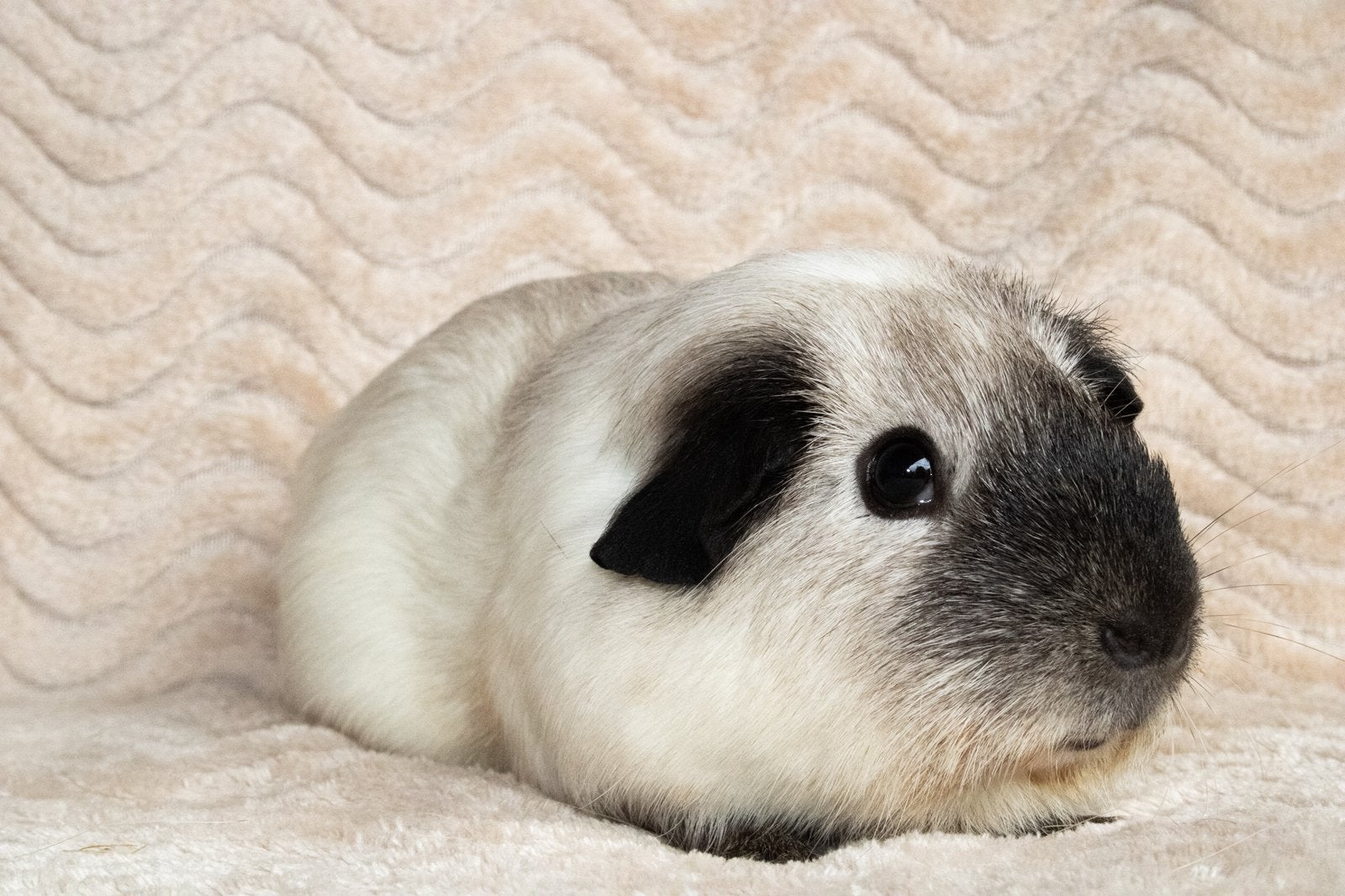 California cavia, zeug, gekruind, Dieren en Toebehoren, Cavia, December, Vrouwelijk, Tam