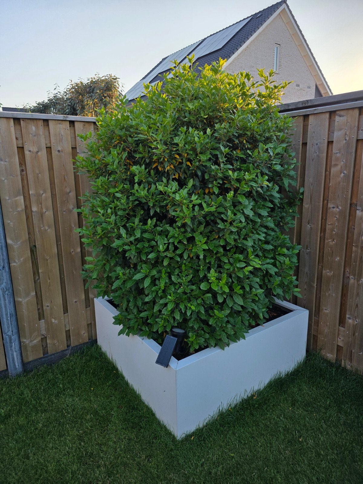 Grote witte plantenbak met laurierstruik, Ophalen, Overige materialen, Gebruikt, 100 cm of meer