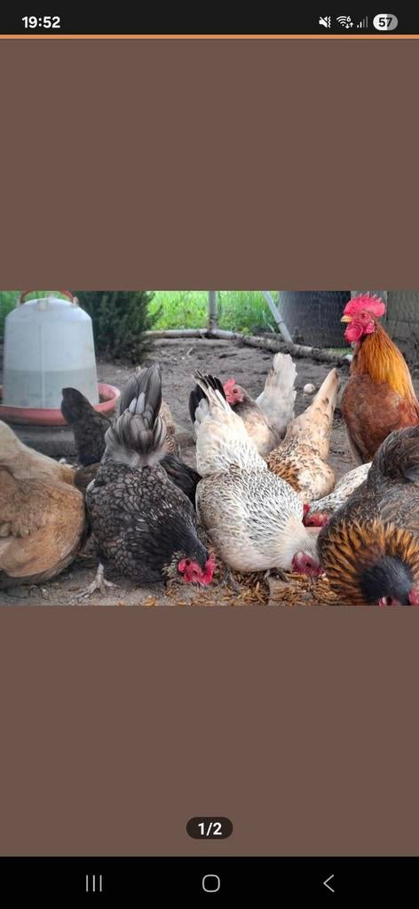 26x Serama broedeieren, Dieren en Toebehoren, Pluimvee, Geslacht onbekend, Kip