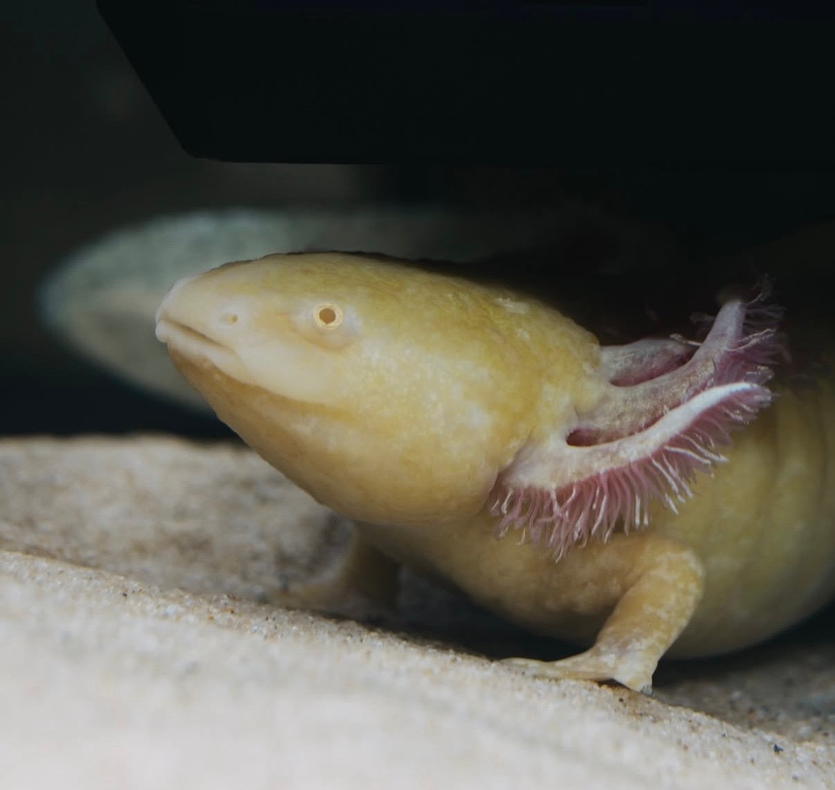 Gouden axolotl volwassen dame SPOED, 0 tot 2 jaar