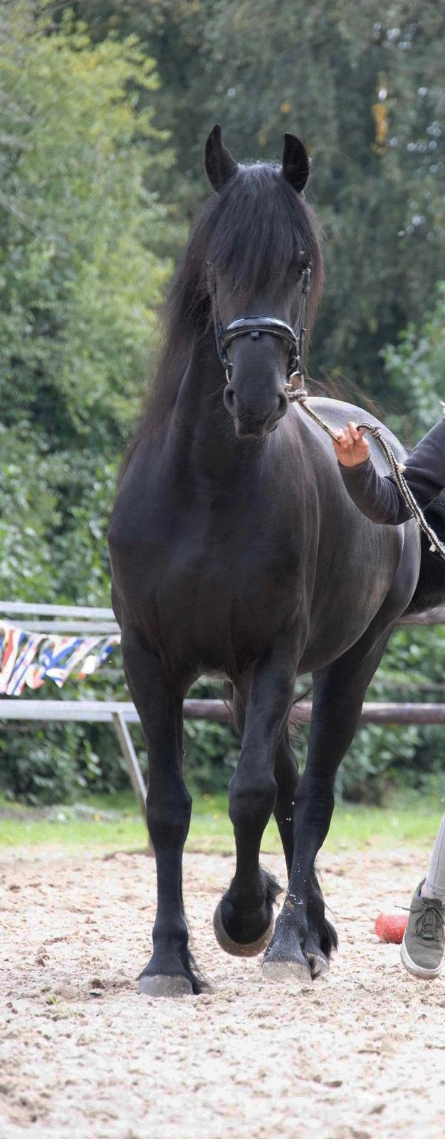 Leergierige 4 jarige merrie, Merrie, Met stamboom, Zadelmak, 3 tot 6 jaar