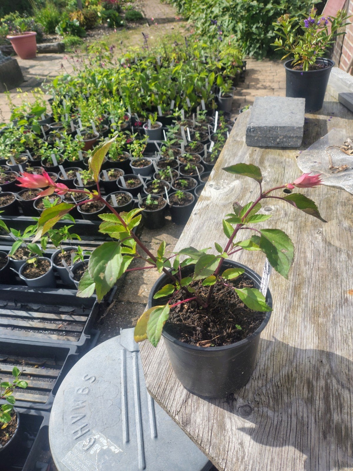 Salvia Embers Wish - Licht winterharde Salie, Volle zon, Vaste plant, Zomer, Ophalen