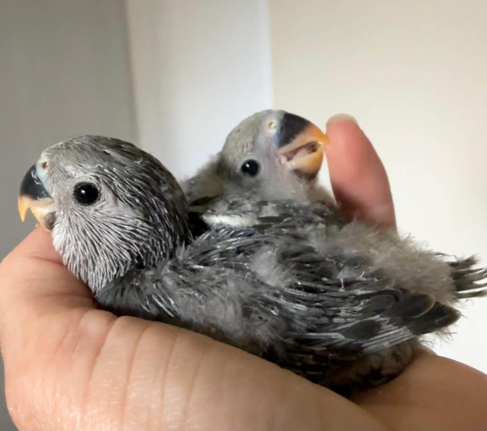 Lieve handtamme agapornissen, Dieren en Toebehoren, Vogels | Parkieten en Papegaaien, Dwergpapegaai of Agapornis, Meerdere dieren