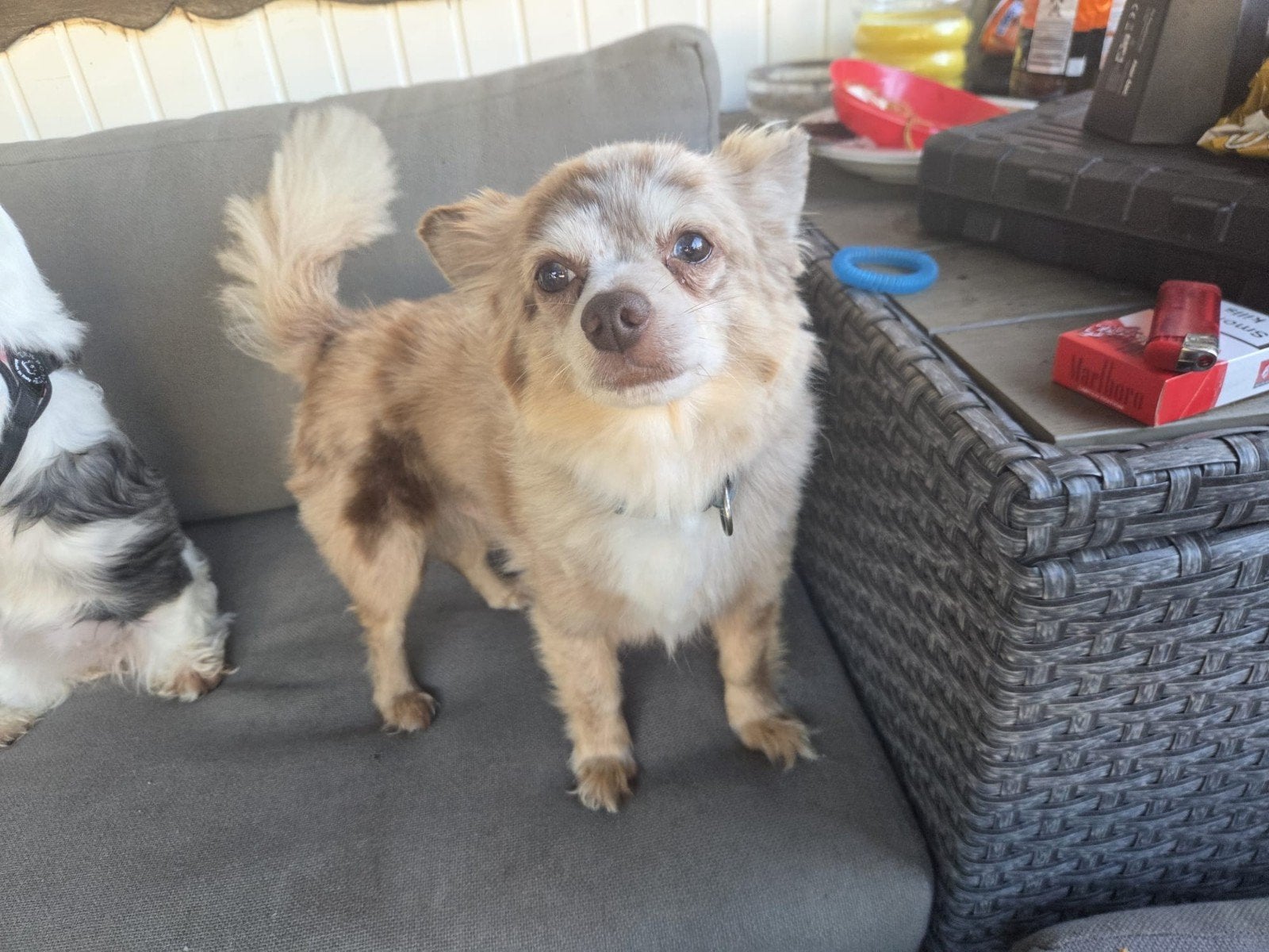 Te koop choco merle chihauhau reutje 5jaar, Dieren en Toebehoren, Honden | Chihuahua's en Gezelschapshonden, Reu, Eén hond, Chihuahua