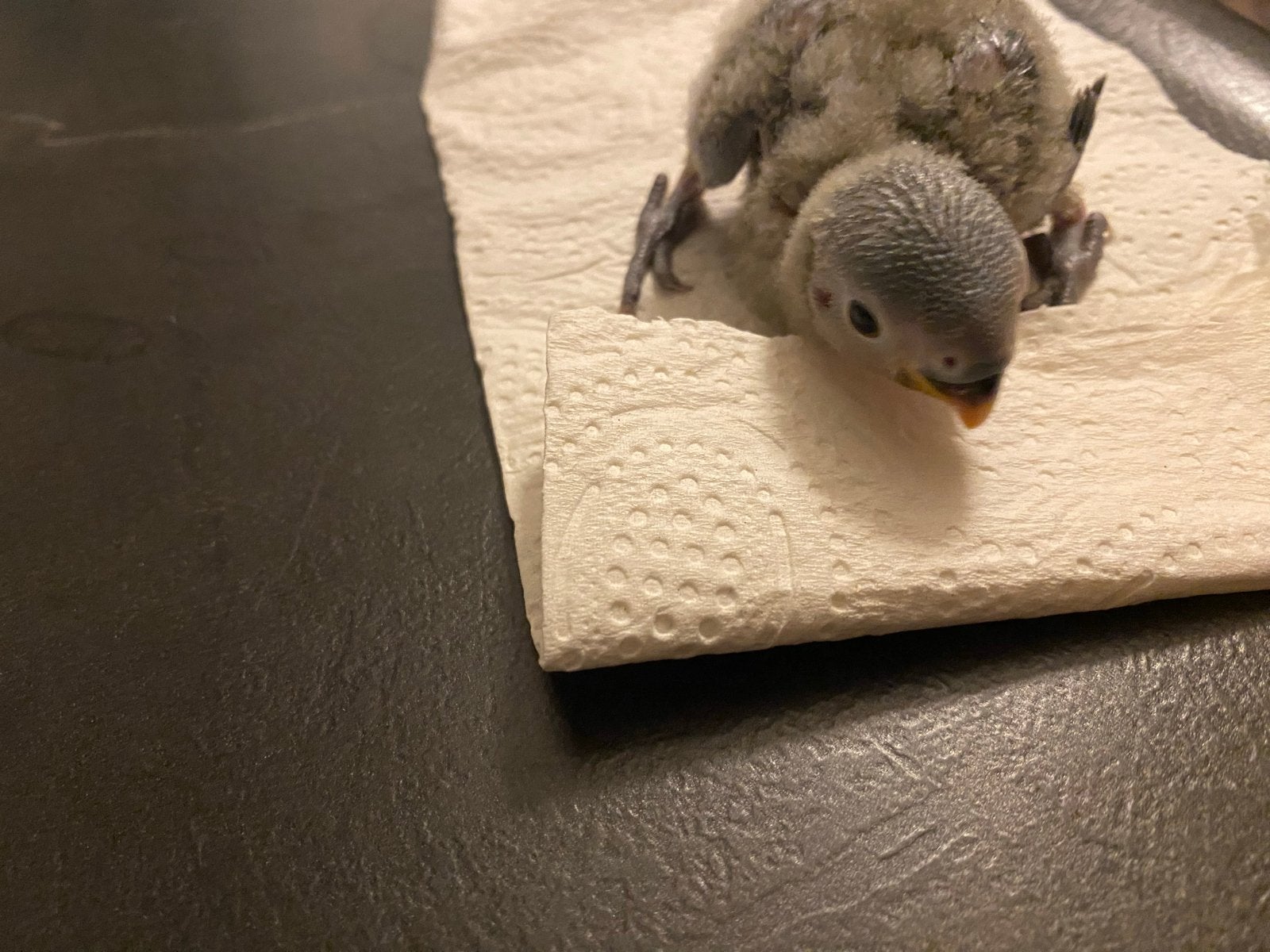 kleine Agapornisen, Dieren en Toebehoren, Geslacht onbekend, Dwergpapegaai of Agapornis, Tam