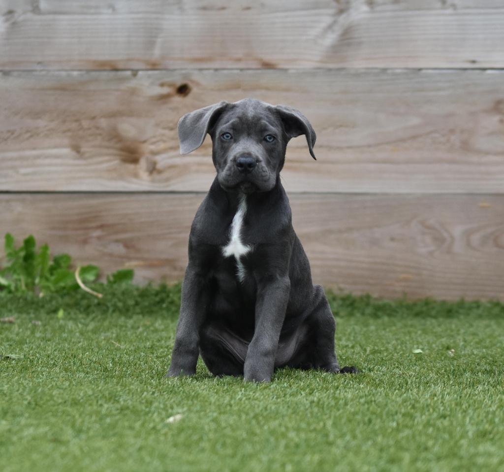 Schitterend Cane Corso reutje te koop, Parvo, Nederland, 8 tot 15 weken, Meerdere