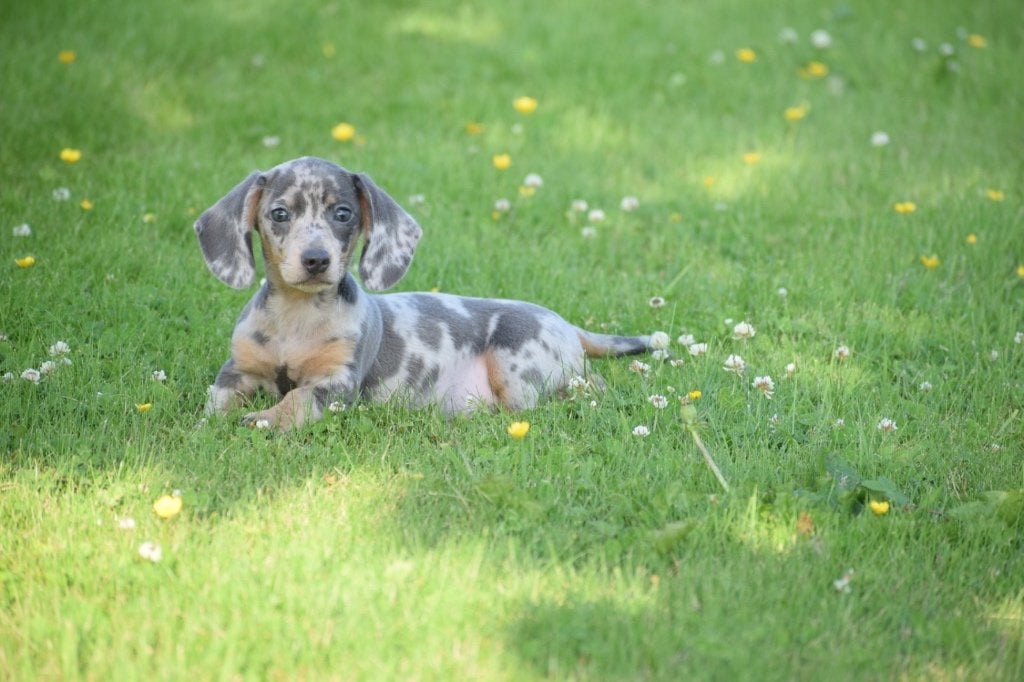 Teckel pups mooi klein blijvend, 15 weken tot 1 jaar, Dwerg, Meerdere, Meerdere dieren