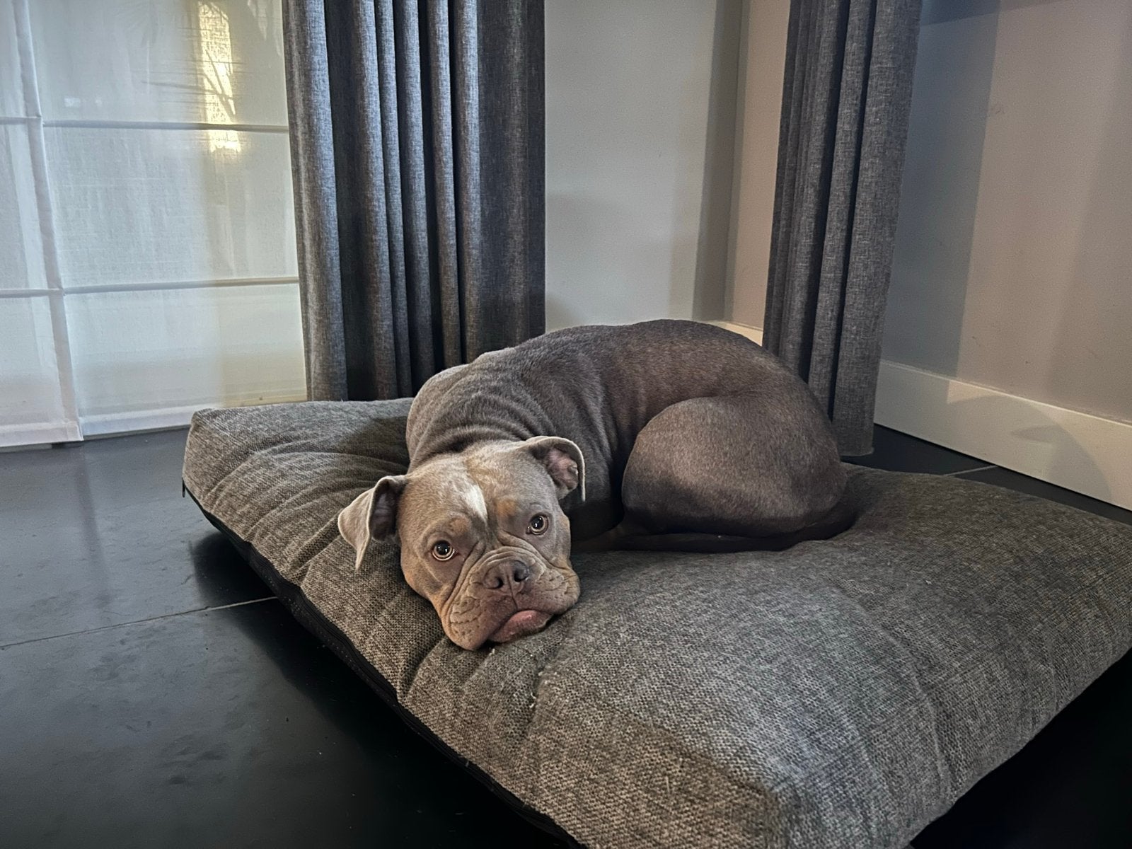 Old English Bulldog, Dieren en Toebehoren, Honden | Bulldogs, Pinschers en Molossers, Teef, Bulldog, Eén hond, 3 tot 5 jaar