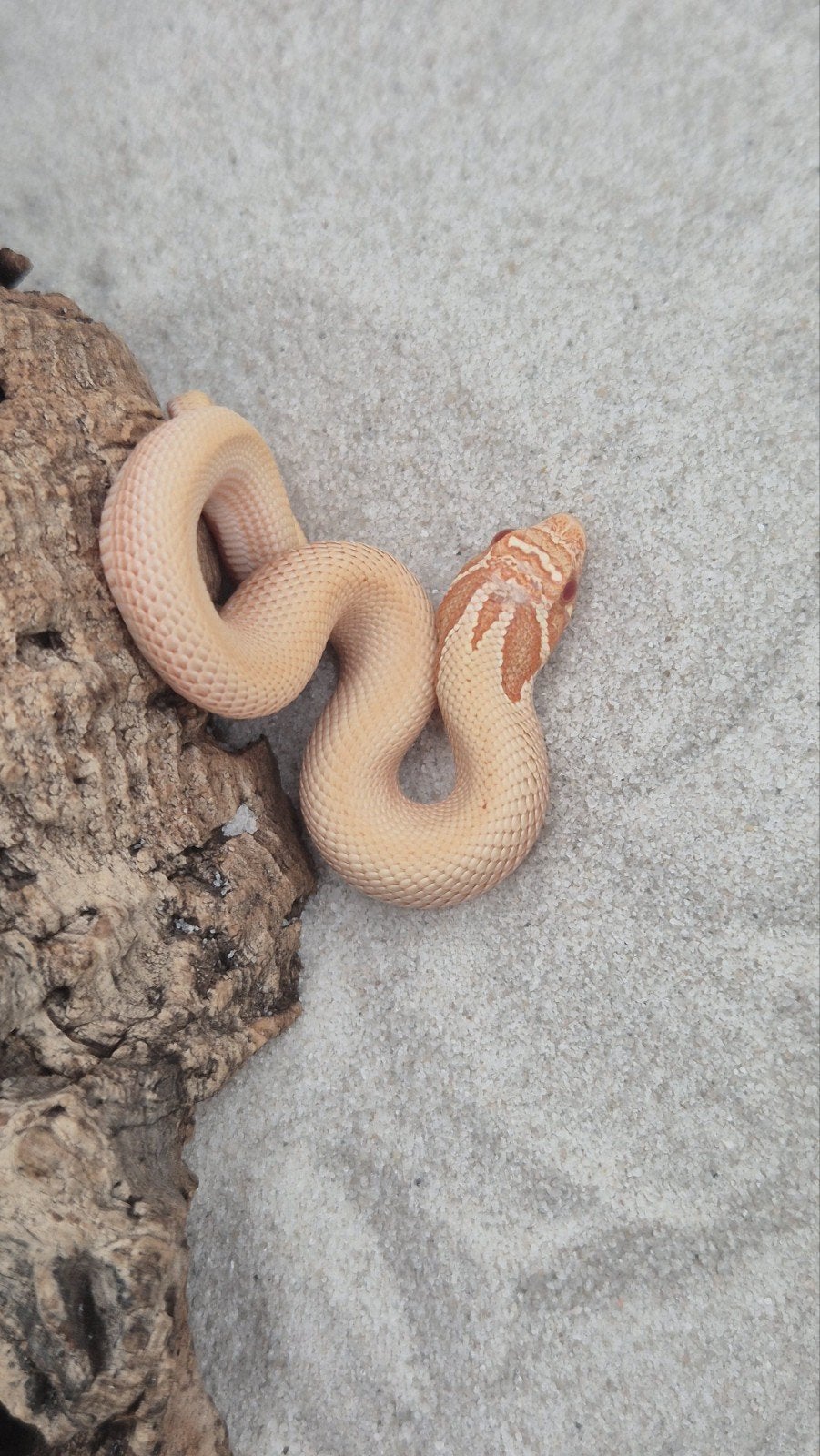 Haakneusslang het snow Hognose Snake photo 3