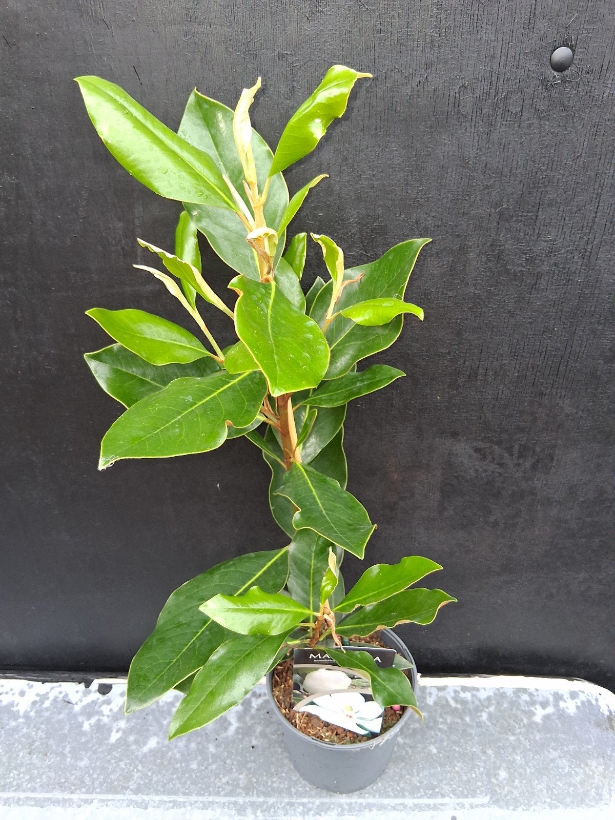 Magnolia grandiflora, Tuin en Terras, Ophalen of Verzenden, Overige soorten, Volle zon
