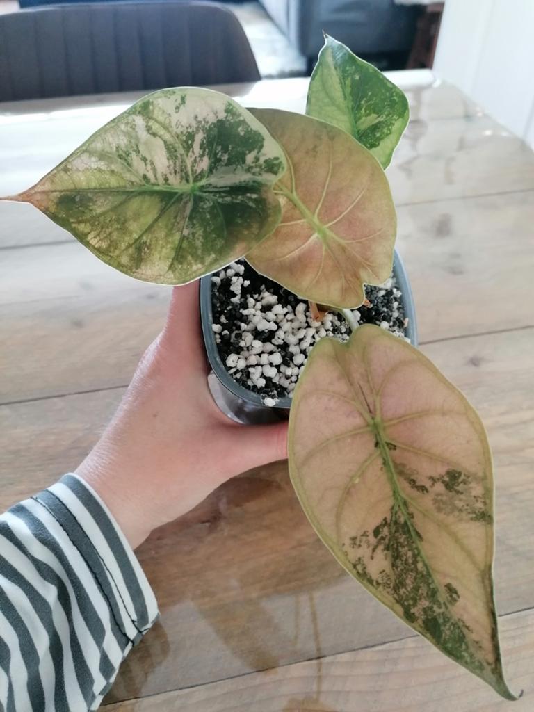 Alocasia Wentii Albo Pink, Ophalen of Verzenden, Halfschaduw, Minder dan 100 cm