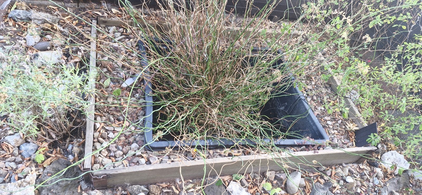grote drijvende vijverplant, Tuin en Terras, Planten | Tuinplanten, Ophalen, Volle zon