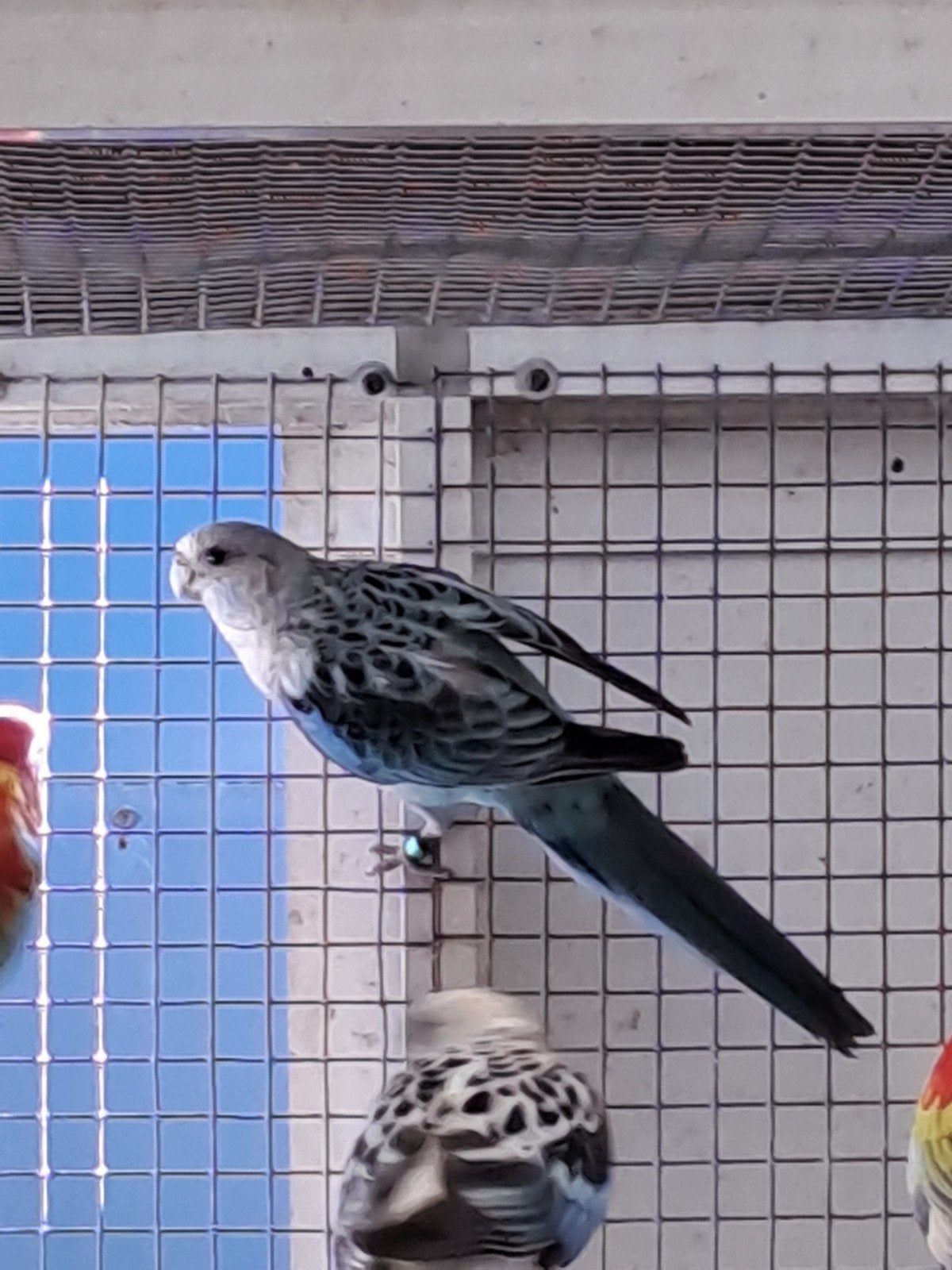 Rosella Blauw, Vrouwelijk, Parkiet