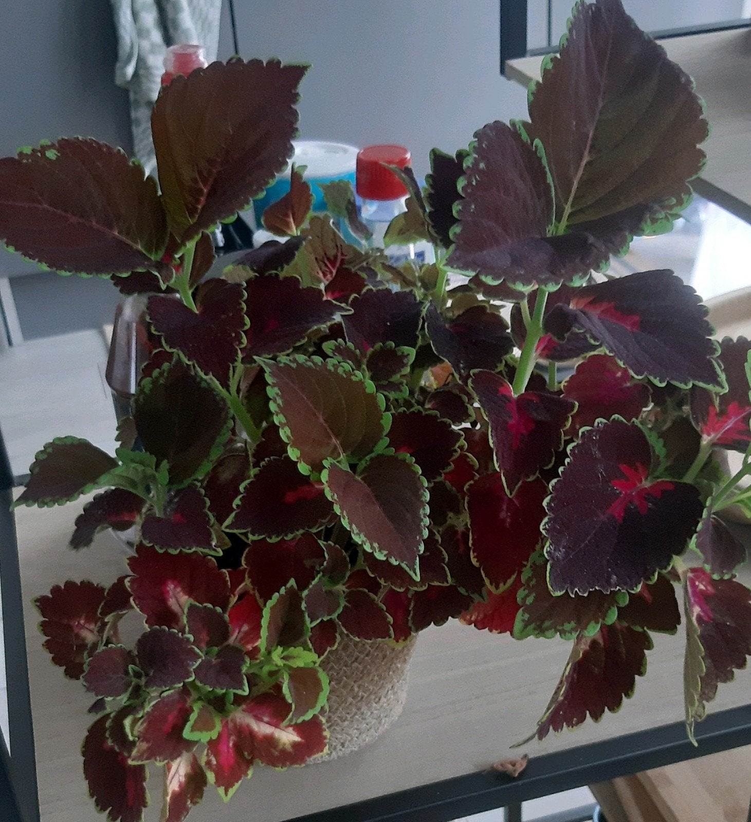 Mooi coleus plant, Ophalen of Verzenden, Nieuw, Plant(en), Steen of Hout