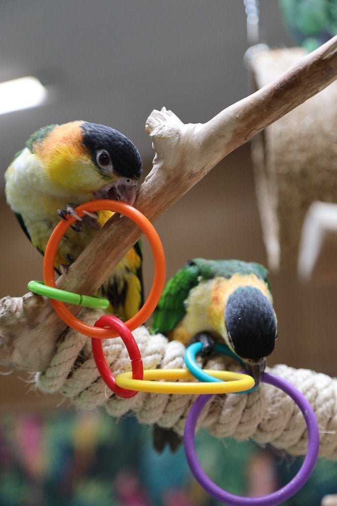 Jonge Baby Zwartkop Caique´s | getest | Speels | Handtam, Meerdere dieren, Papegaai, Pratend
